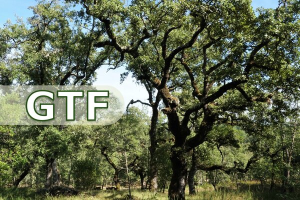 Gabinete Técnico Florestal