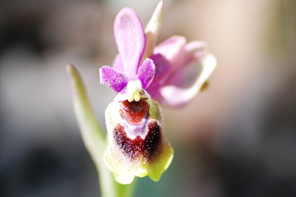 flora_4_4e42c1d176425