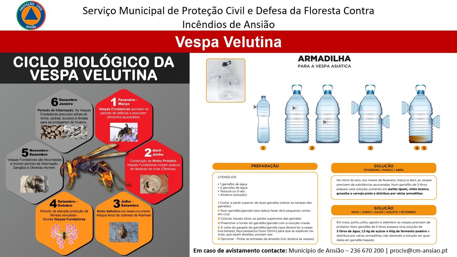 Ciclo Biológico da Vespa Velutina