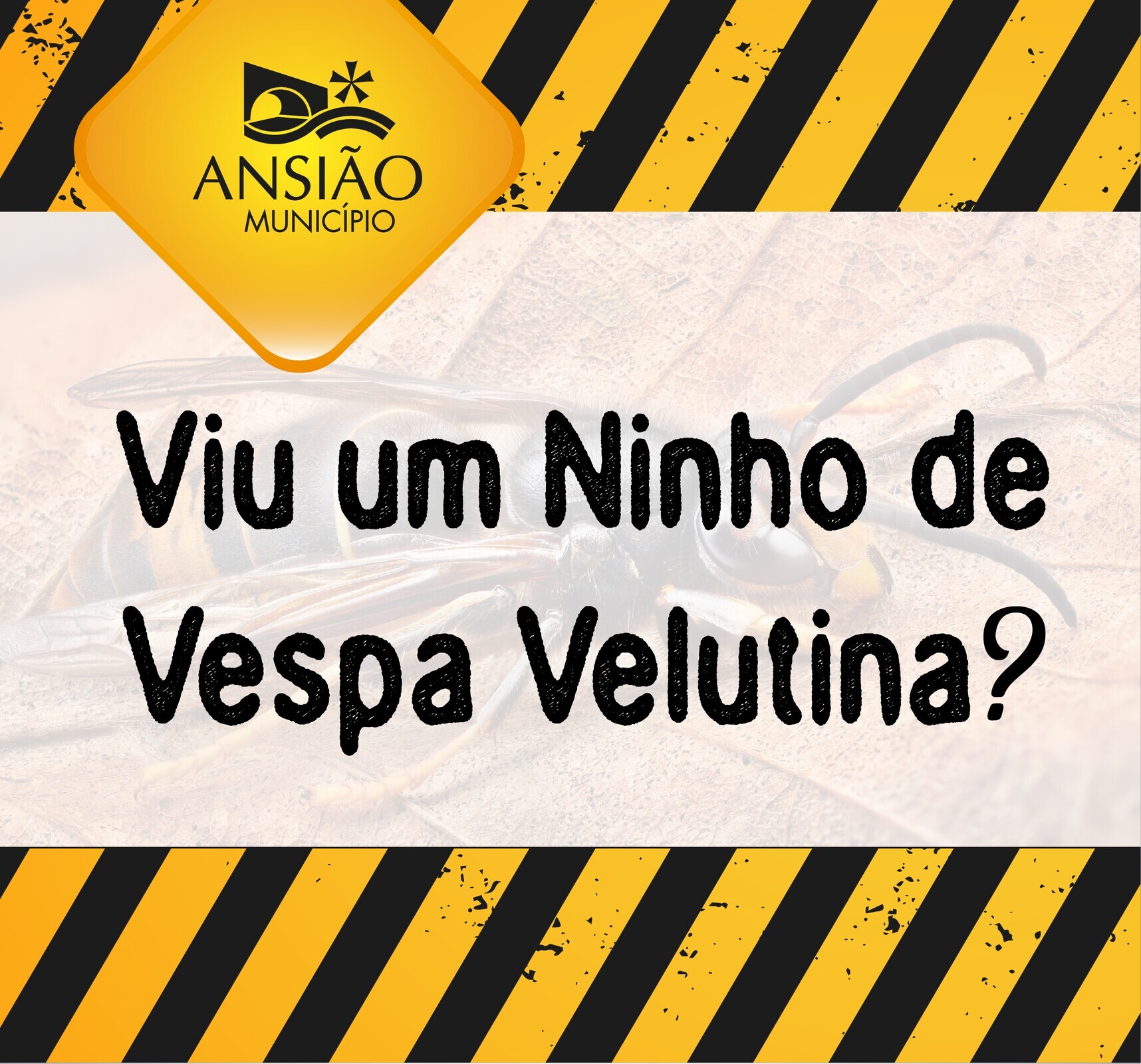 Ninhos primários de vespa velutina