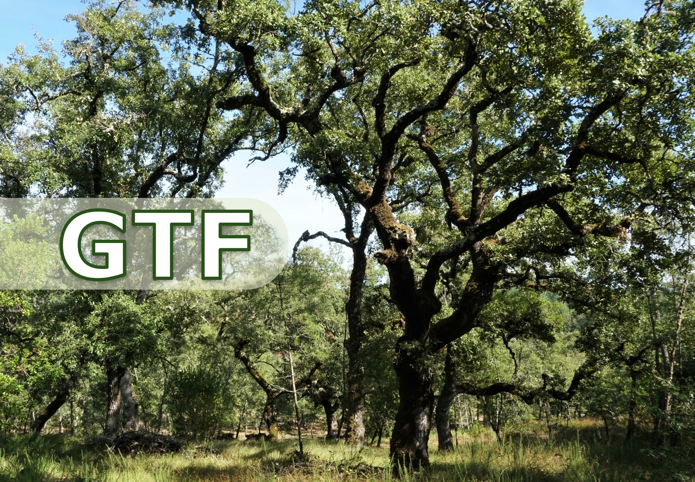 Gabinete Técnico Florestal