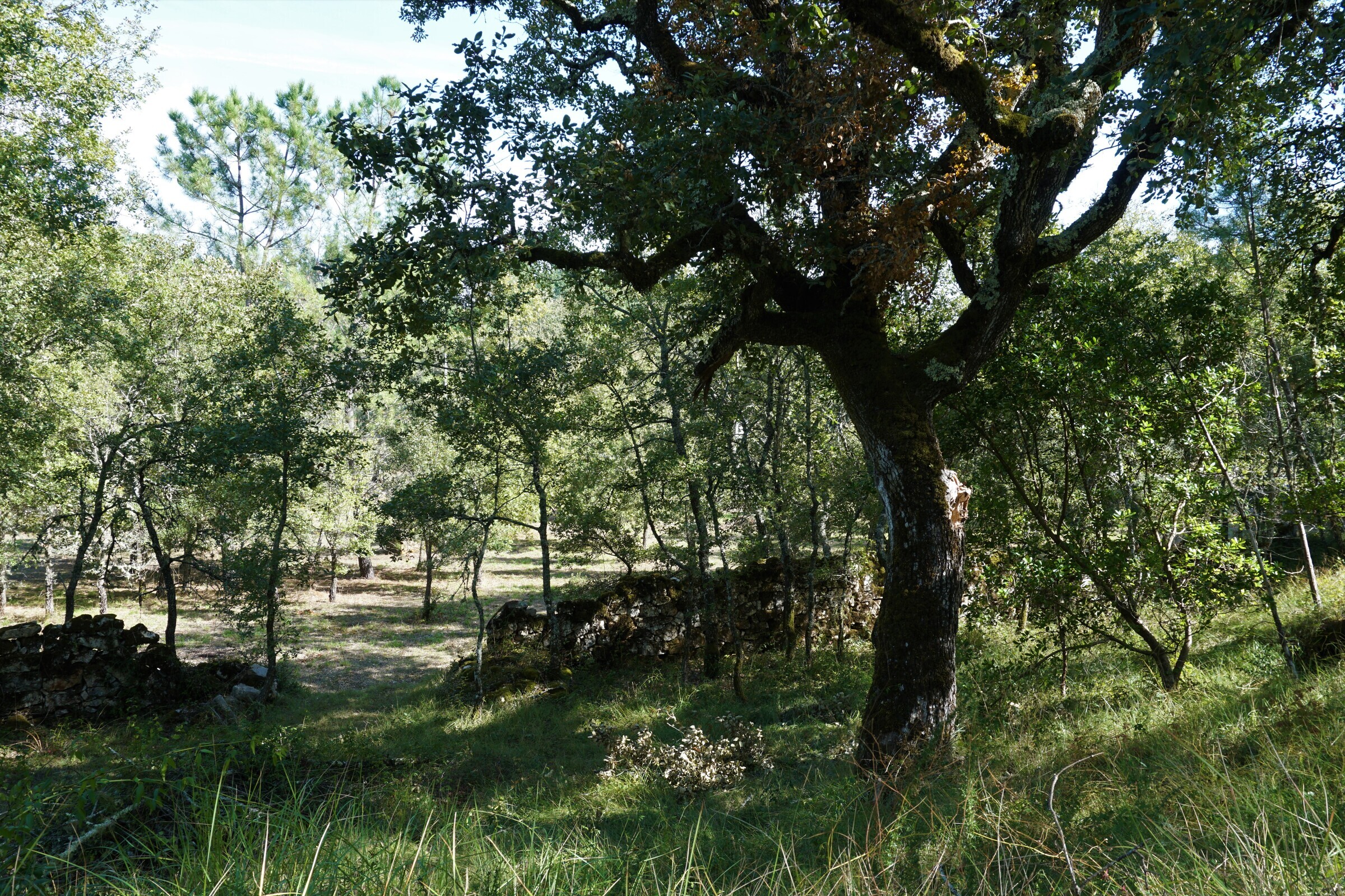 Mancha de Carvalho-Cerquinho