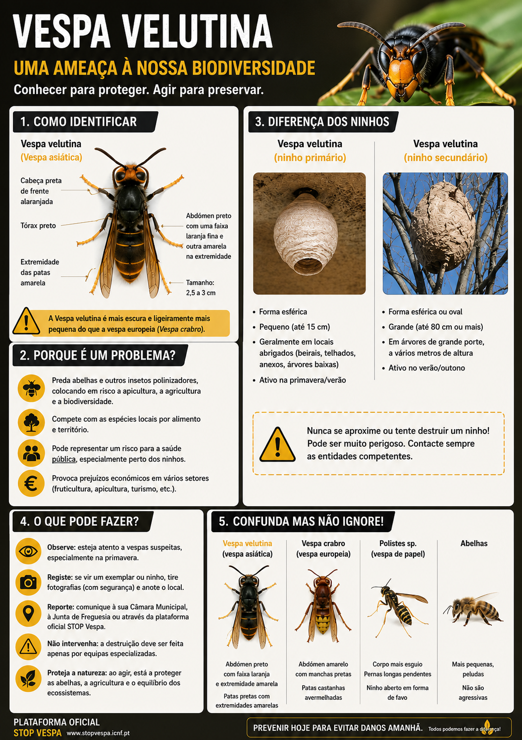 vespa_velutina